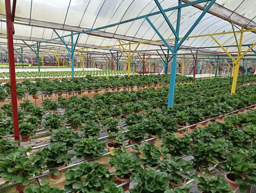 DIY hydroponic system for growing vegetables. DIY hydroponic system for growing vegetables.