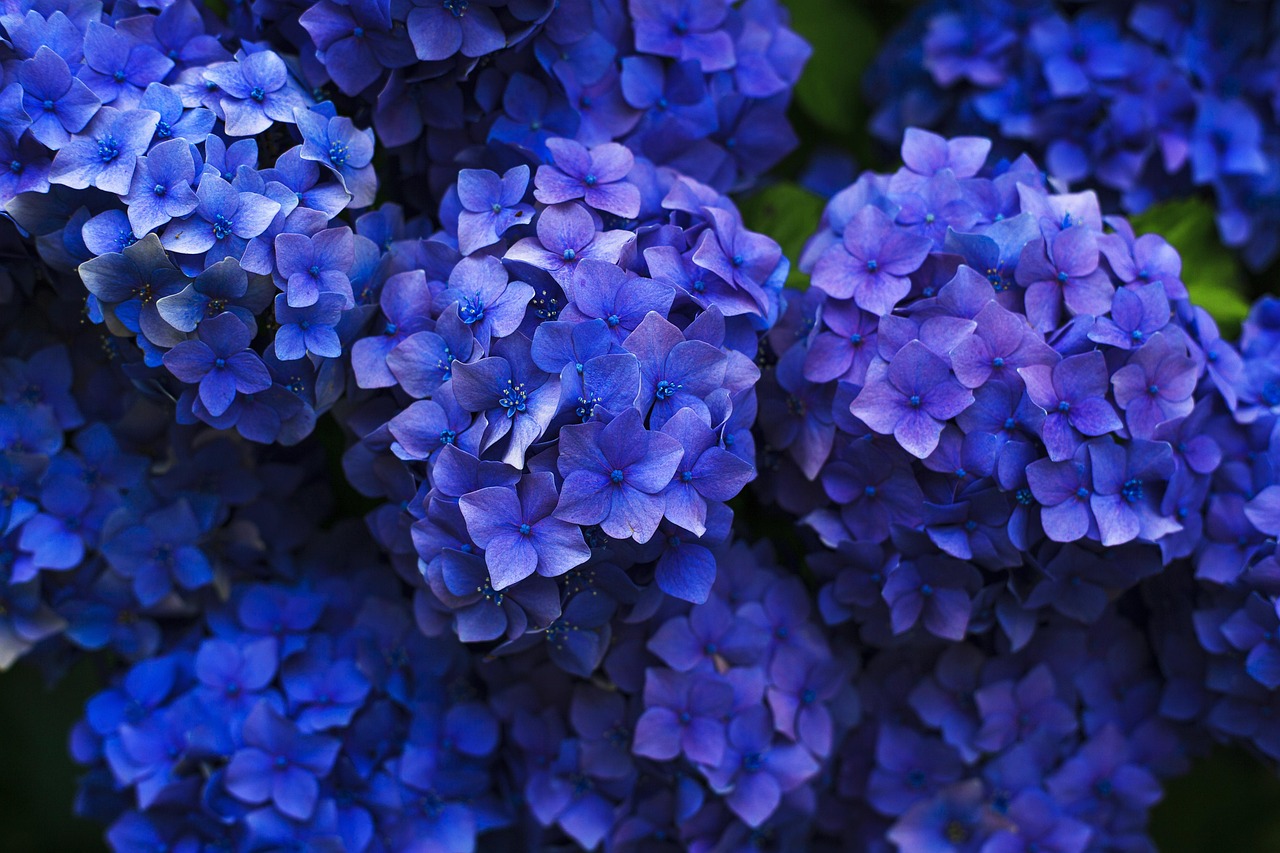Cluster of blue hydrangeas against greenery. Cluster of blue hydrangeas against greenery.