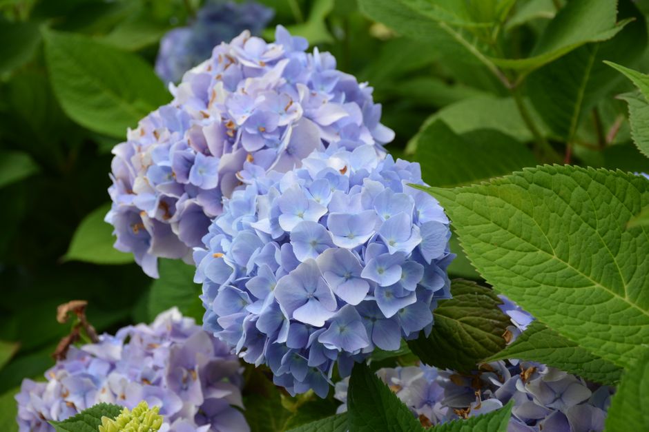 Garden landscape filled with blue hydrangeas. Garden landscape filled with blue hydrangeas.