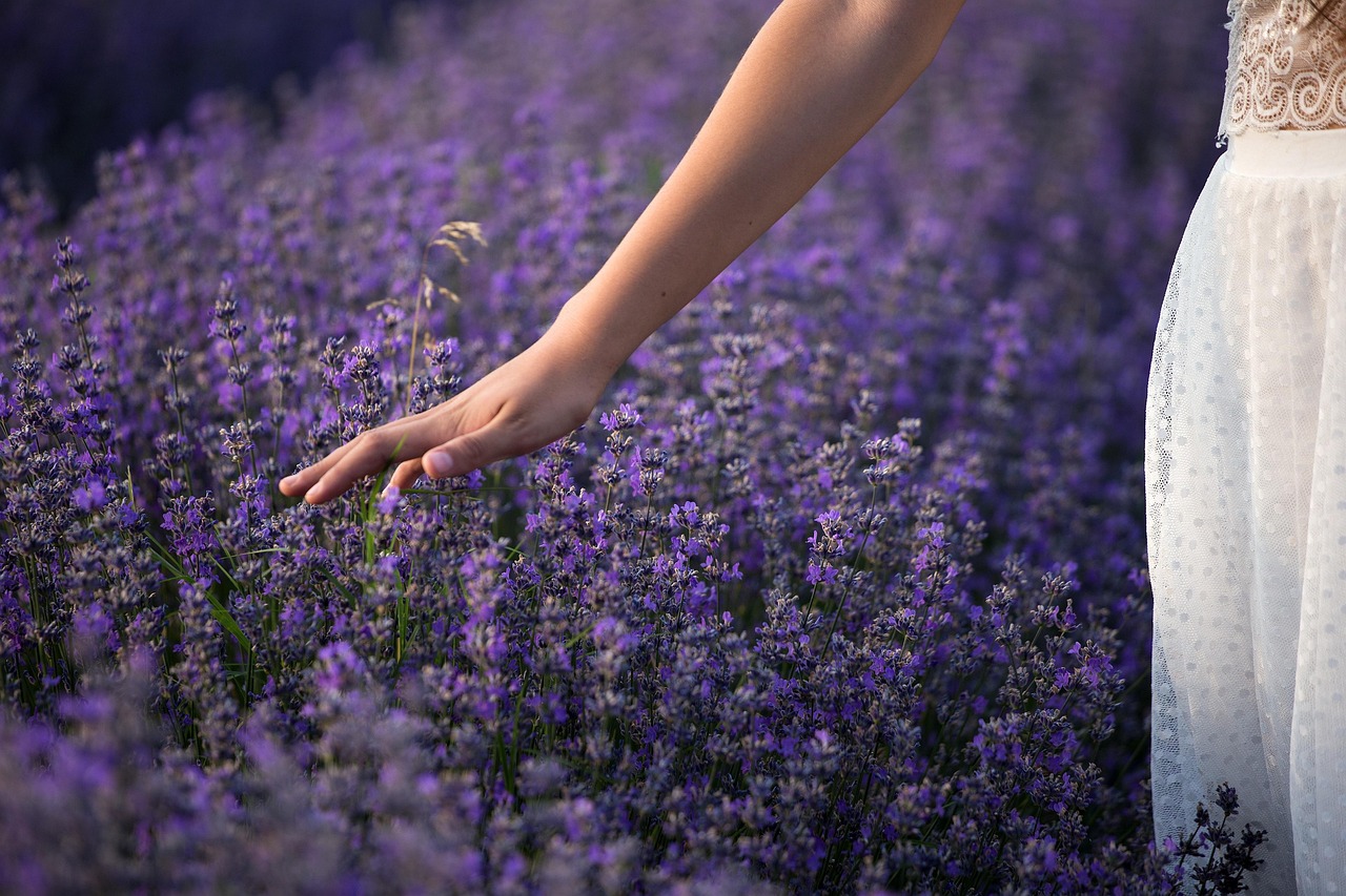 Relaxing lavender candles lit in a cozy room. Relaxing lavender candles lit in a cozy room.
