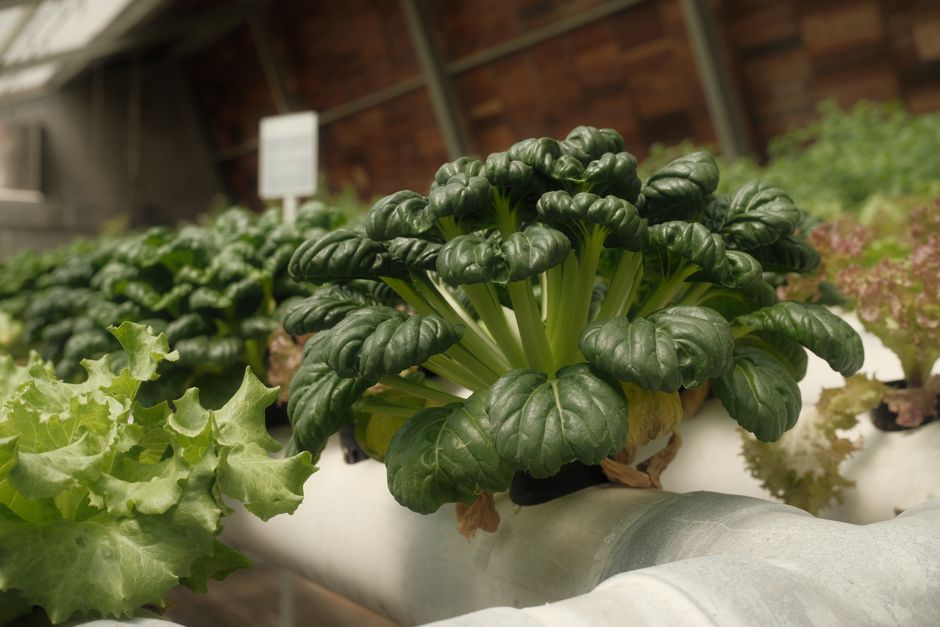 Indoor fall crops thriving in homemade hydroponics. Indoor fall crops thriving in homemade hydroponics.