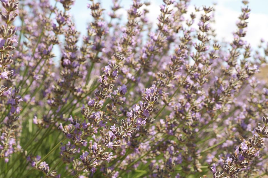 Woman enjoying fresh air with lavender scent. Woman enjoying fresh air with lavender scent.