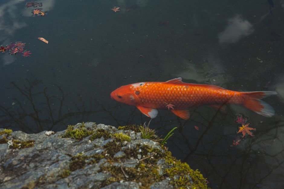 Pumpkins and fish harmonize in fall-themed tank. Pumpkins and fish harmonize in fall-themed tank.